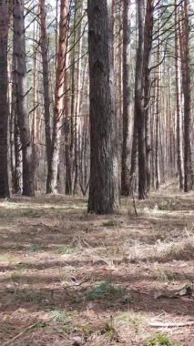 Çam ormanındaki ağaçların dikey videosu, yavaş çekim.