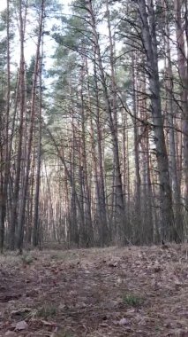 Çam ormanındaki ağaçların dikey videosu, yavaş çekim.