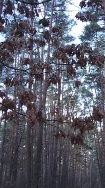 Çam ormanındaki ağaçların dikey videosu, yavaş çekim.