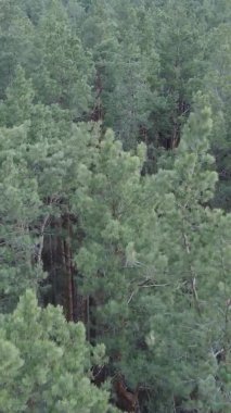 Çam ormanındaki ağaçların dikey videosu, yavaş çekim.