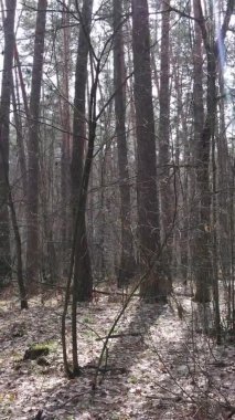 Çam ormanındaki ağaçların dikey videosu, yavaş çekim.