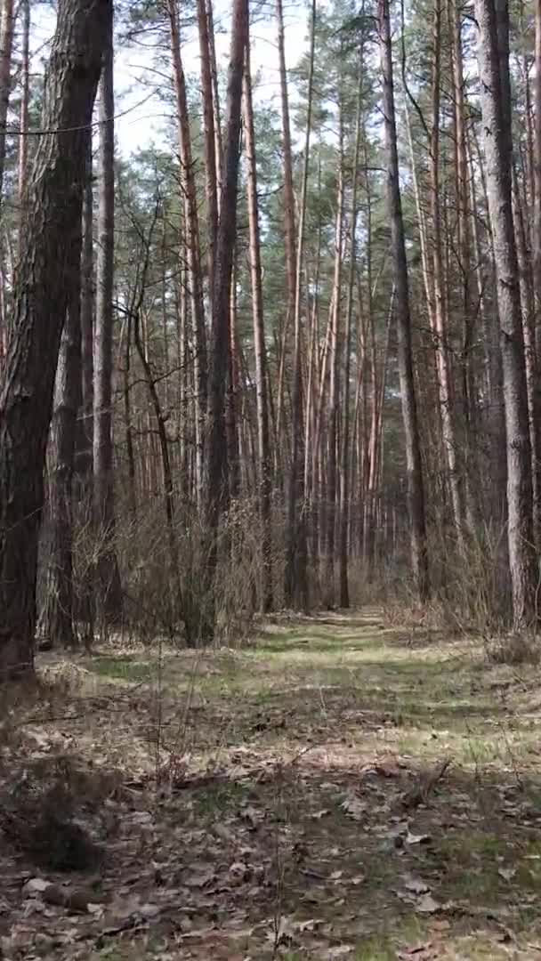 Vidéo verticale d'arbres dans une pinède, au ralenti