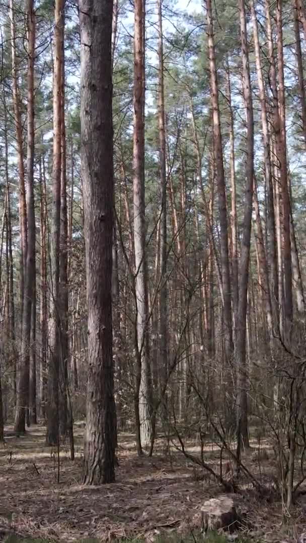 Κατακόρυφο βίντεο από δέντρα σε πευκοδάσος, αργή κίνηση — Αρχείο Βίντεο