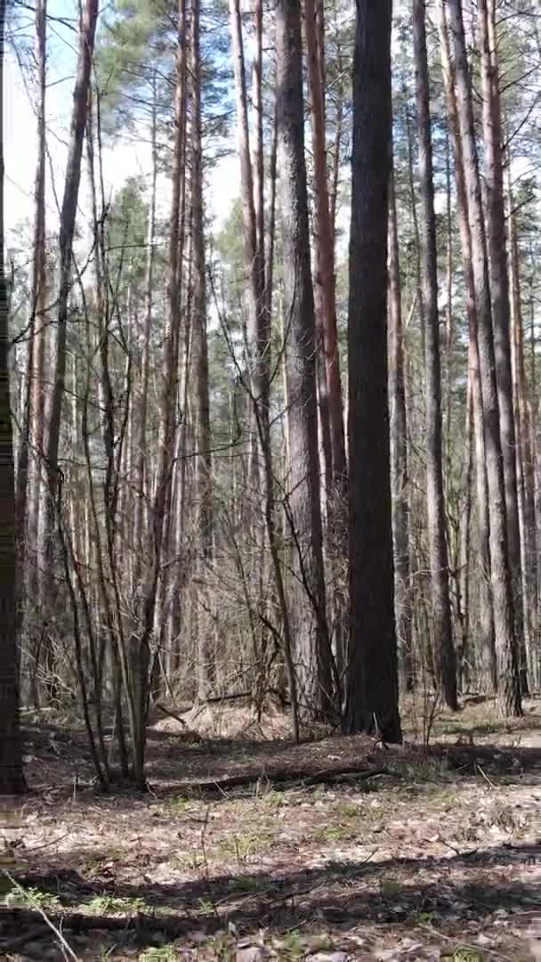 Vertikální video stromů v borovém lese, zpomalený pohyb — Stock video