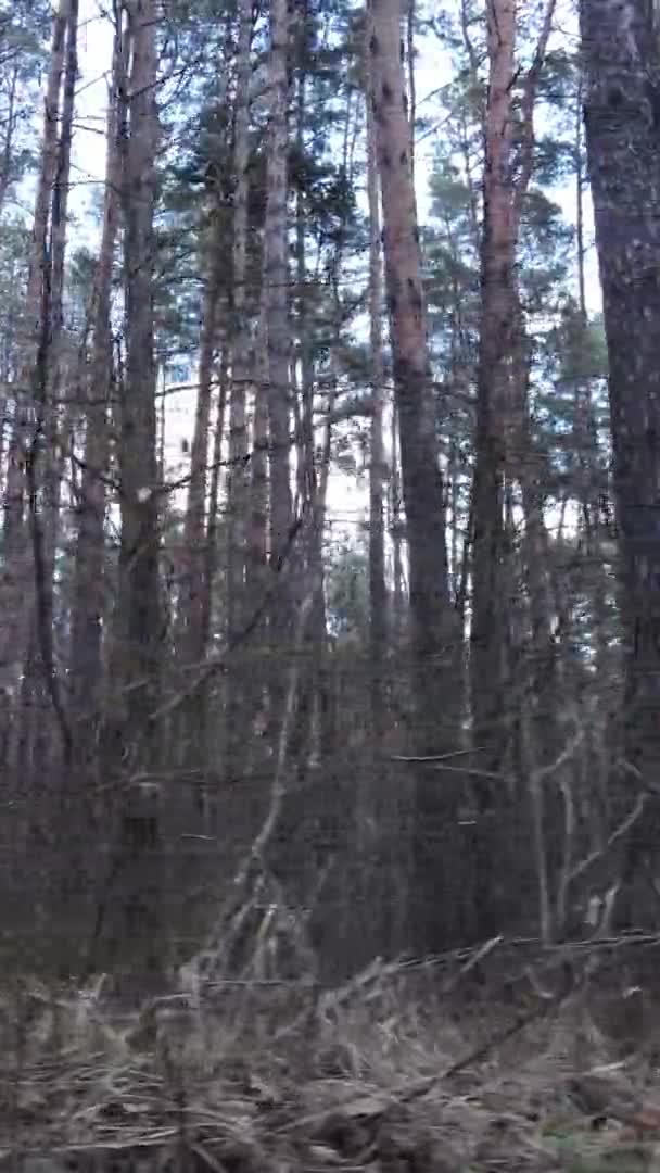 Vertikales Video von Bäumen in einem Kiefernwald, Zeitlupe — Stockvideo