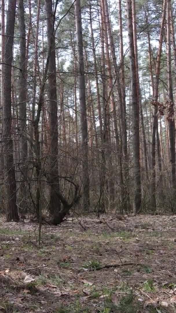 Vidéo verticale d'arbres dans une pinède, au ralenti