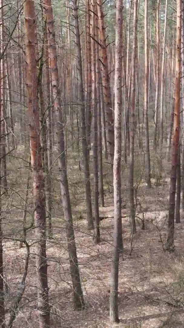 Vídeo vertical de árboles en un bosque de pinos, cámara lenta — Vídeos de Stock