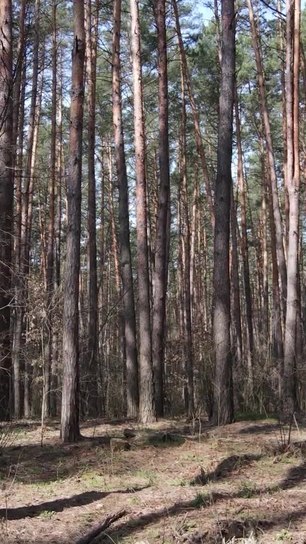 Vertikal video av träd i tallskog, slow motion — Stockvideo