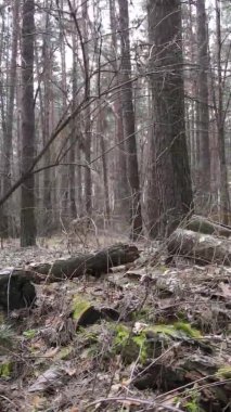 Çam ormanındaki ağaçların dikey videosu, yavaş çekim.