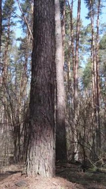 Çam ormanındaki ağaçların dikey videosu, yavaş çekim.