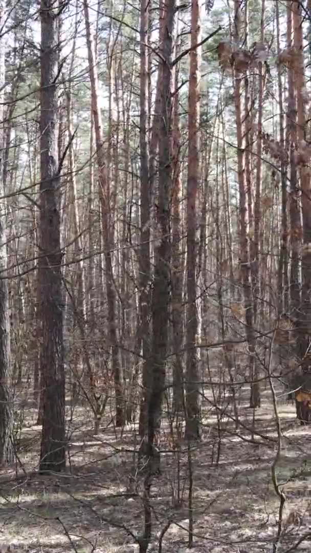 Függőleges videó fákról egy fenyőerdőben, lassított felvétel — Stock videók