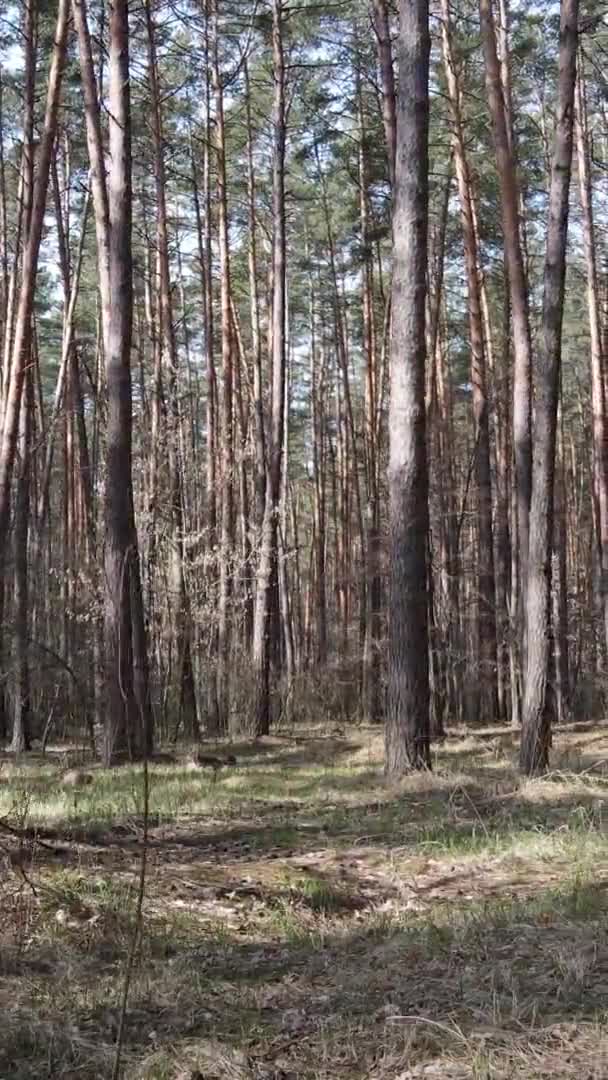 Vidéo verticale d'arbres dans une pinède, au ralenti