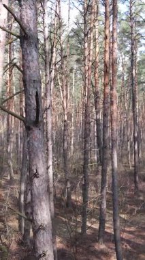 Çam ormanındaki ağaçların dikey videosu, yavaş çekim.
