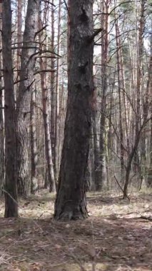 Çam ormanındaki ağaçların dikey videosu, yavaş çekim.