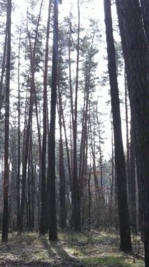 Çam ormanındaki ağaçların dikey videosu, yavaş çekim.