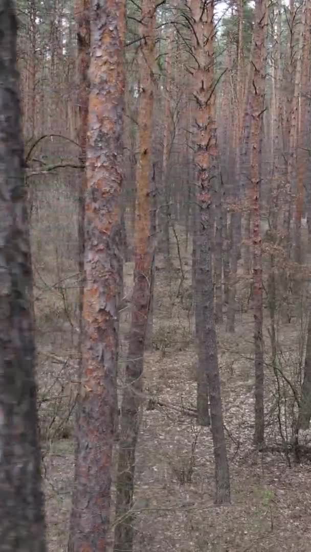Вертикальное видео деревьев в сосновом лесу, замедленная съемка — стоковое видео