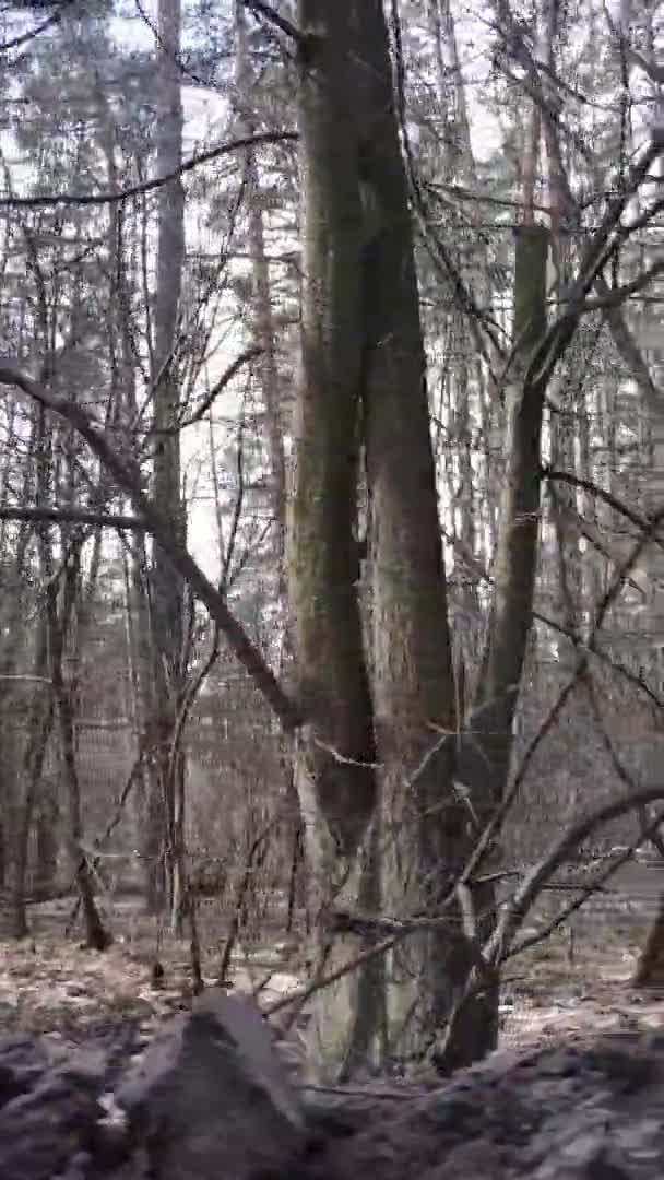 Vertikales Video von Bäumen in einem Kiefernwald, Zeitlupe — Stockvideo