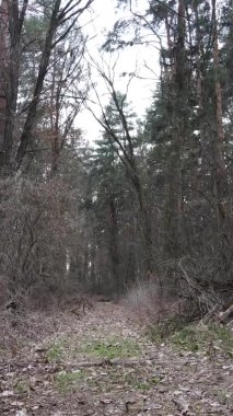 Çam ormanındaki ağaçların dikey videosu, yavaş çekim.