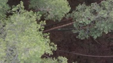 Çam ormanındaki ağaçların dikey videosu, yavaş çekim.