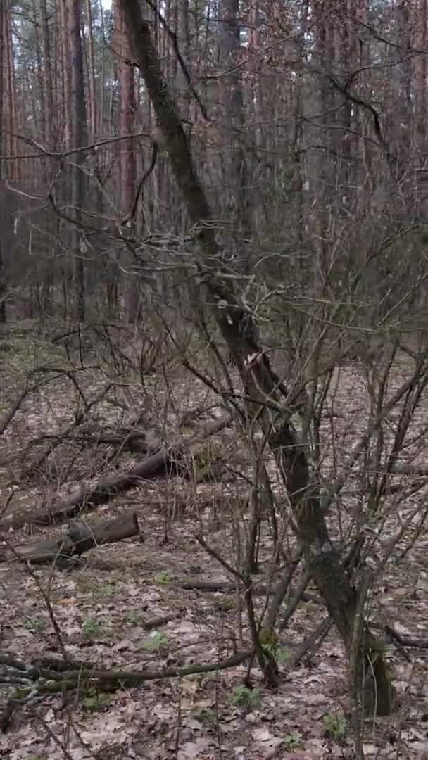 Vidéo verticale d'arbres dans une pinède, au ralenti — Video