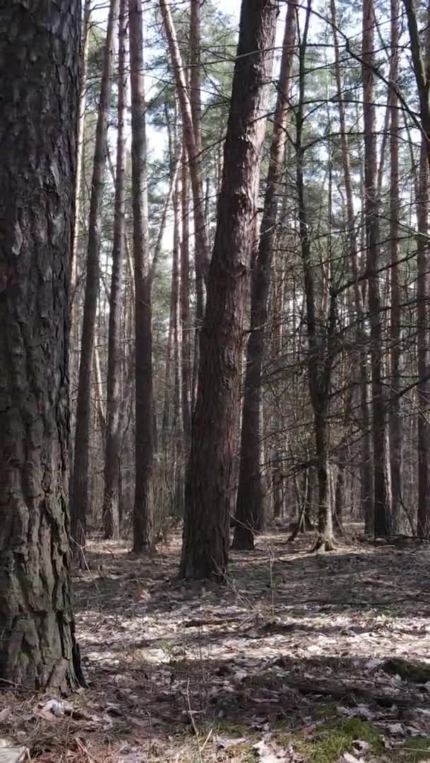 Vidéo verticale d'arbres dans une pinède, au ralenti