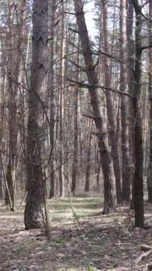 Çam ormanındaki ağaçların dikey videosu, yavaş çekim.