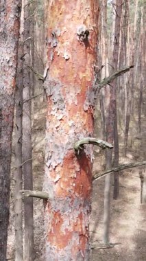 Çam ormanındaki ağaçların dikey videosu, yavaş çekim.