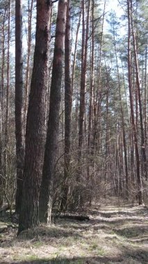 Çam ormanındaki ağaçların dikey videosu, yavaş çekim.