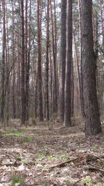 Çam ormanındaki ağaçların dikey videosu, yavaş çekim.