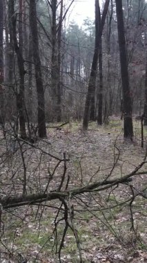 Çam ormanındaki ağaçların dikey videosu, yavaş çekim.