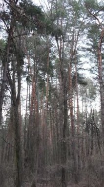 Çam ormanındaki ağaçların dikey videosu, yavaş çekim.