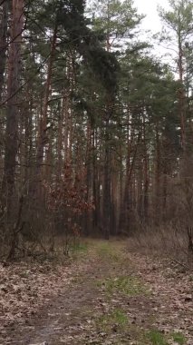 Çam ormanındaki ağaçların dikey videosu, yavaş çekim.