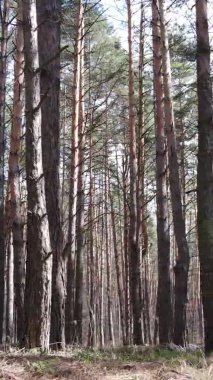 Çam ormanındaki ağaçların dikey videosu, yavaş çekim.