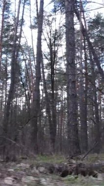 Çam ormanındaki ağaçların dikey videosu, yavaş çekim.