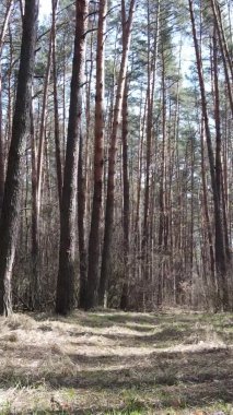 Çam ormanındaki ağaçların dikey videosu, yavaş çekim.