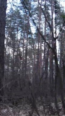 Çam ormanındaki ağaçların dikey videosu, yavaş çekim.