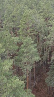 Çam ormanındaki ağaçların dikey videosu, yavaş çekim.