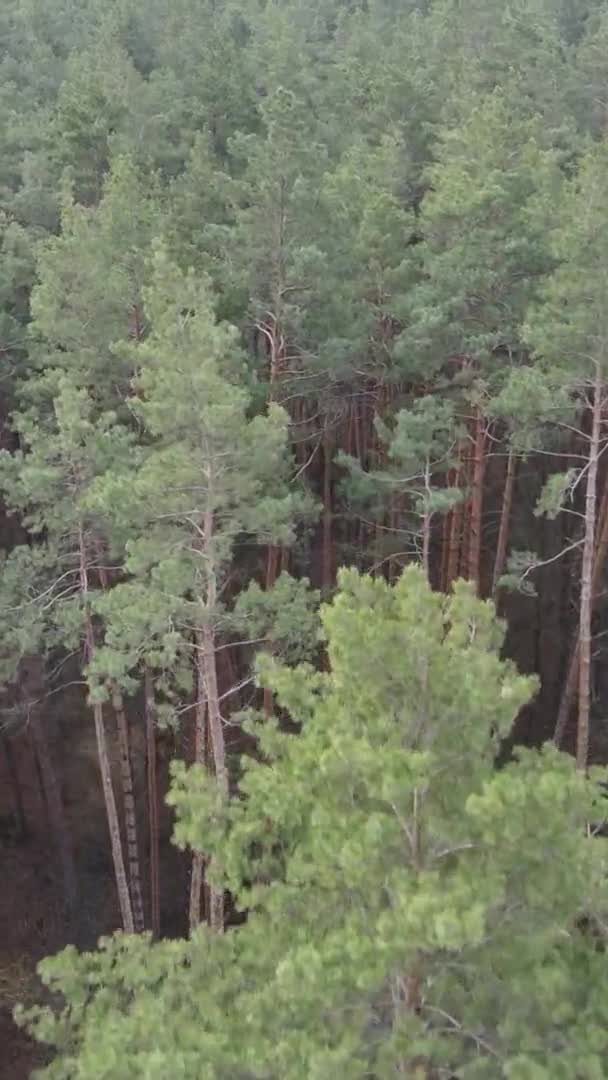 Çam ormanındaki ağaçların dikey videosu, yavaş çekim. — Stok video