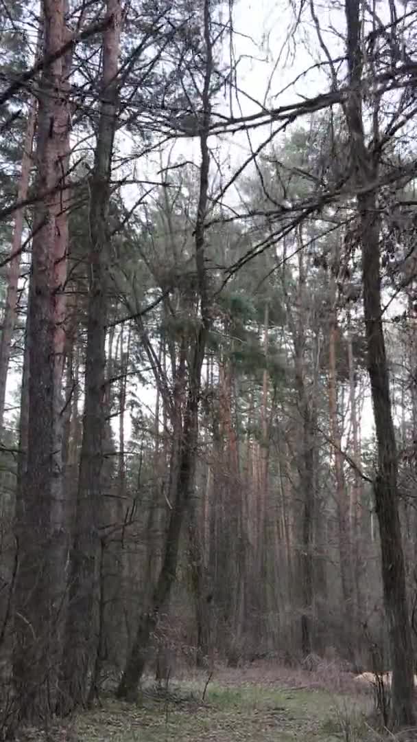 Vídeo vertical de árboles en un bosque de pinos, cámara lenta — Vídeos de Stock