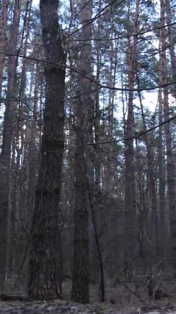 Vertikales Video von Bäumen in einem Kiefernwald, Zeitlupe — Stockvideo