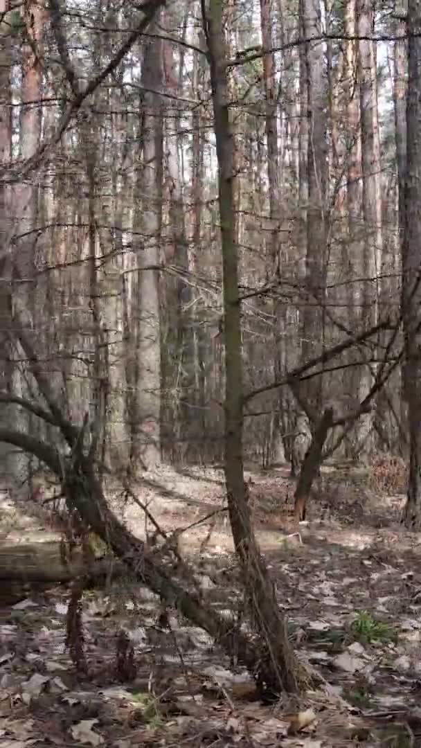 소나무 숲 속 의나무들의 수직 영상, 느린 동작 — 비디오