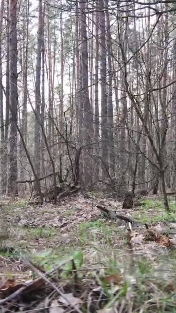 Vertikales Video von Bäumen in einem Kiefernwald, Zeitlupe — Stockvideo