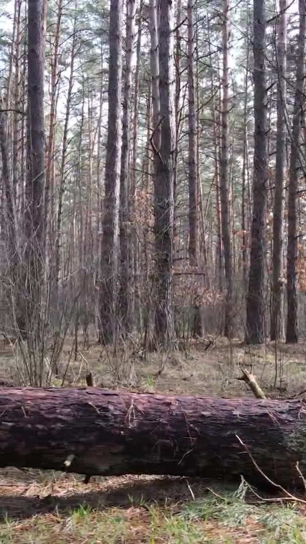 Verticale video van bomen in een dennenbos, slow motion — Stockvideo