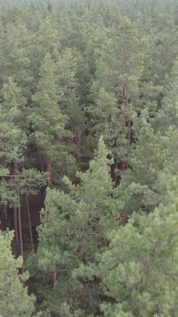 Vertikales Video von Bäumen in einem Kiefernwald, Zeitlupe — Stockvideo