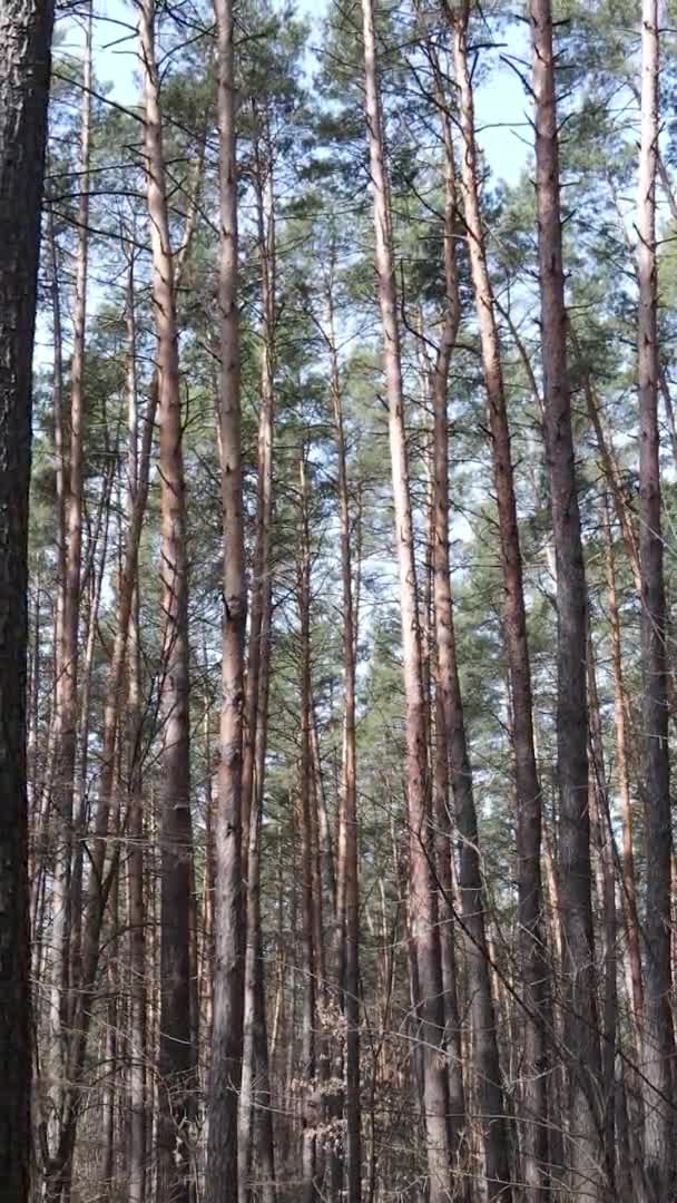 소나무 숲 속 의나무들의 수직 영상, 느린 동작 — 비디오