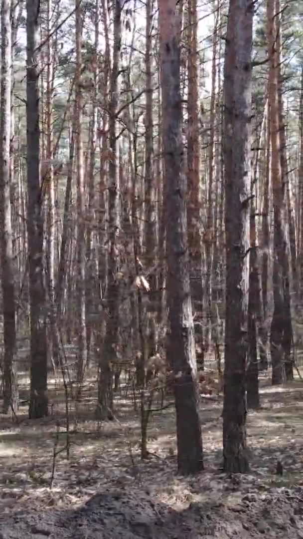Vídeo vertical de árvores em uma floresta de pinheiros, câmera lenta — Vídeo de Stock