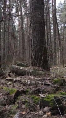 Çam ormanındaki ağaçların dikey videosu, yavaş çekim.