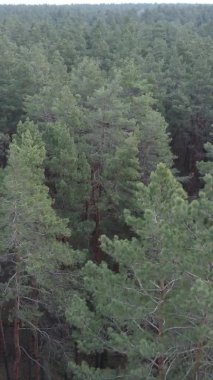 Çam ormanındaki ağaçların dikey videosu, yavaş çekim.