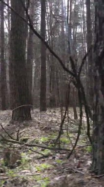 Çam ormanındaki ağaçların dikey videosu, yavaş çekim.