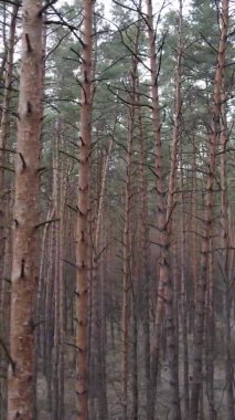 Çam ormanındaki ağaçların dikey videosu, yavaş çekim.